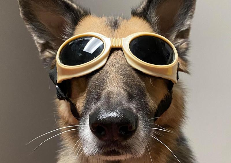 Carousel Slide 6: Discover Laser Therapy at Wyomng Animal Hospital