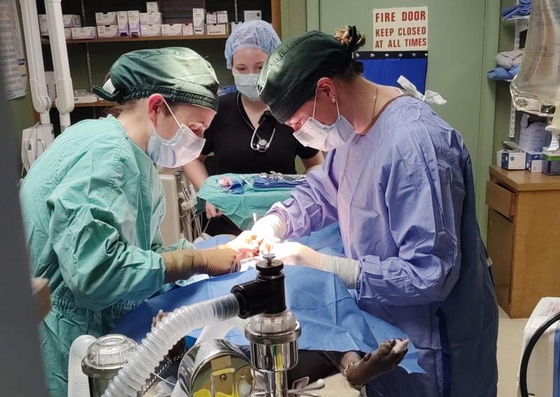 Carousel Slide 7: Find out more about surgical services at Wyoming Animal Hospital