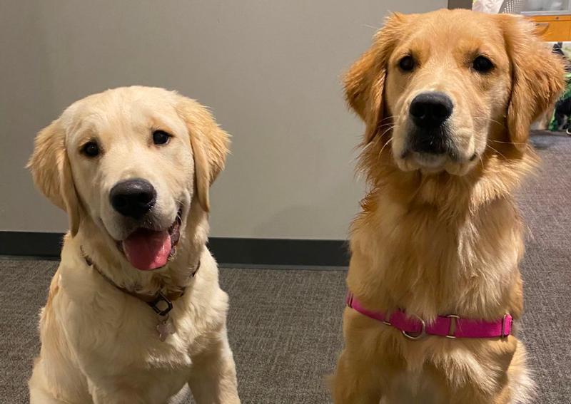 Carousel Slide 4: Learn about Dog care at Wyoming Animal Hospital